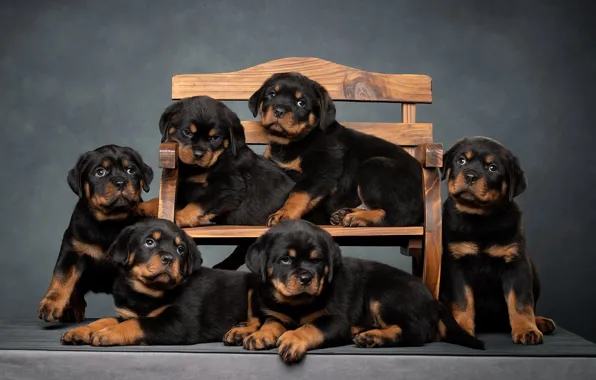 Dogs, bench, background, puppies, Rottweilers, Svetlana Pisareva