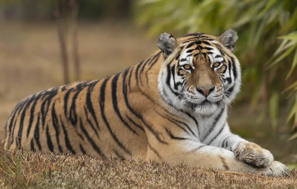 Picture look, tiger, stay, lies