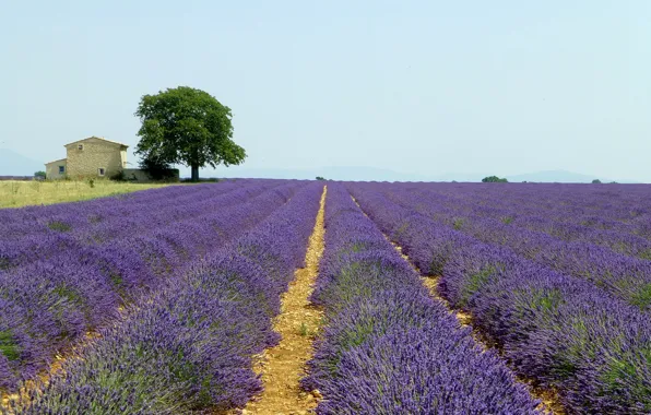 Picture field, trees, flowers, France, home, lavender, Valensole