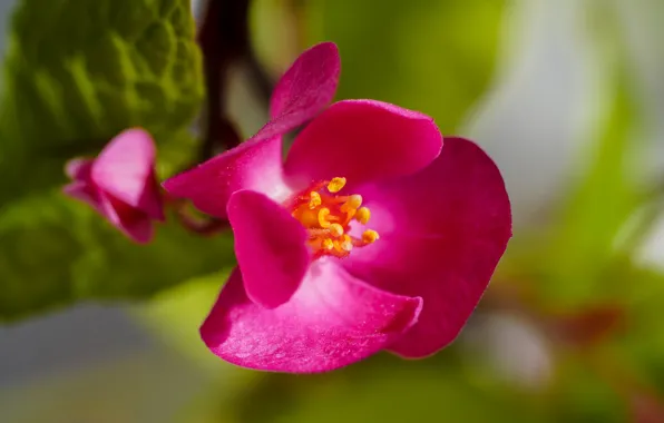 Macro, petals, pink, Antigonon