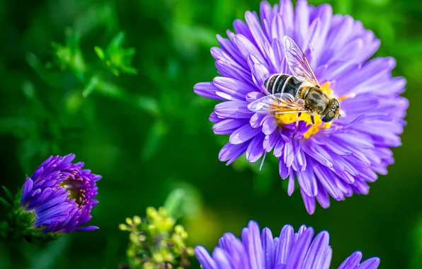 Macro, bee, closeup, asters