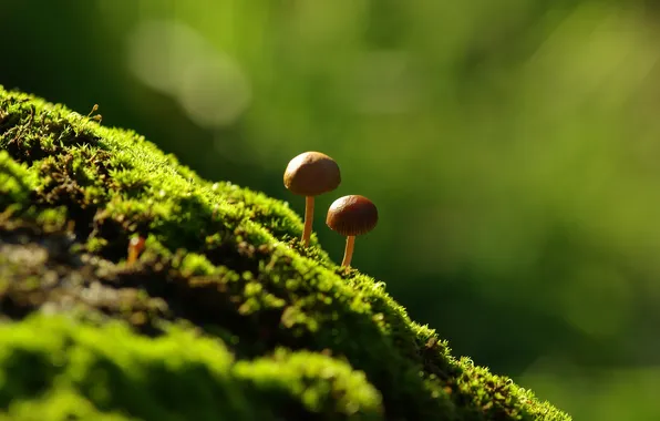 Picture macro, moss, mushrooms