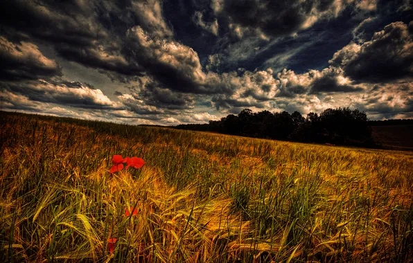 Field, the sky, clouds, Maki