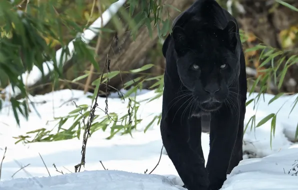 Winter, snow, walk, bamboo, front view, Black panther