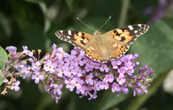 Picture Butterfly, Wings, Butterfly, The painted lady, Buddleja davidii, Vanessa Cardui, Summer lilac, Ornamental plant