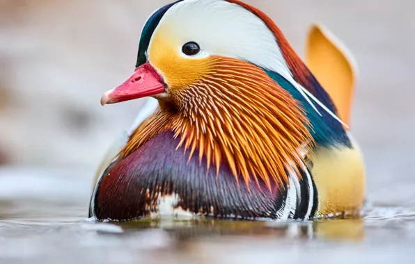 Bird, Beak, Color, Wild Duck