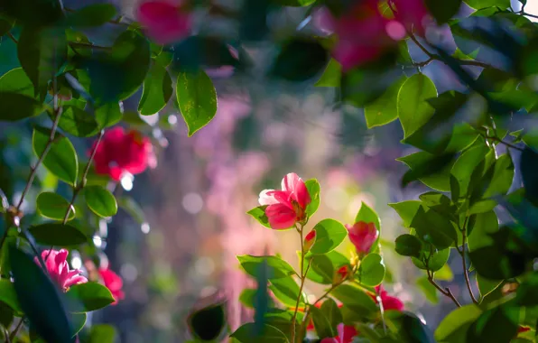 Leaves, flowers, branches, Camellia
