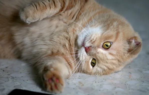 Cat, cat, look, face, pose, legs, lies, red