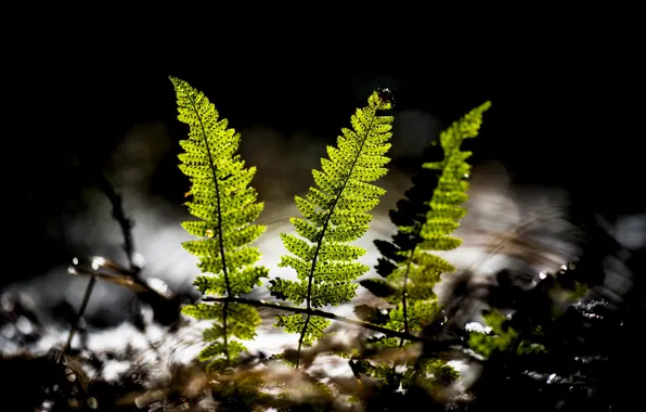 Leaves, nature, background