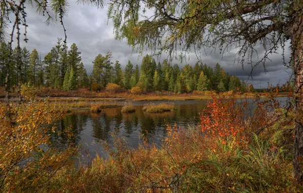 Picture autumn, forest, trees, landscape, nature, pond