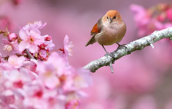 Flowers, nature, bird, branch, spring, beak