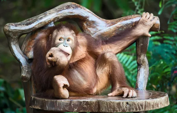 Look, nature, monkey, sitting, chimpanzees