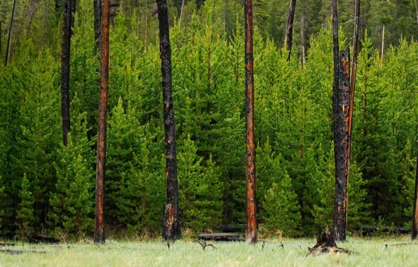 Forest, trees, Wyoming, USA, Yellowstone national Park