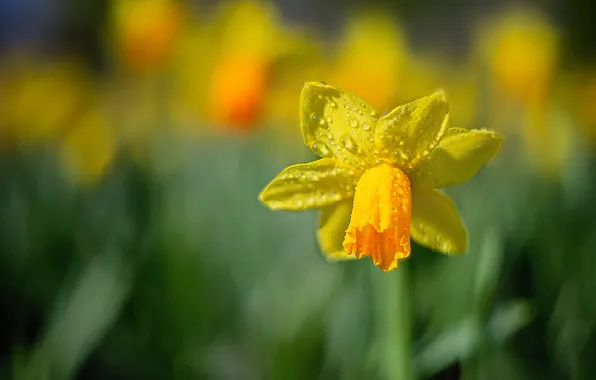 Flower, drops, light, yellow, blur, spring, blur, green background