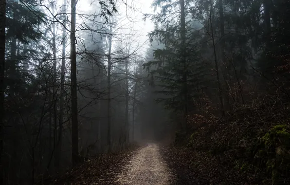 Picture forest, the sky, trees, nature, fog, overcast, path