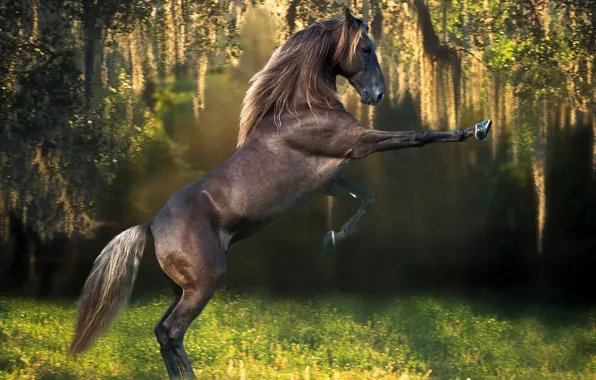 Picture animals, Wallpaper, stallion, horse, the year of the horse