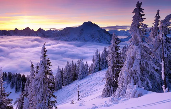 Winter, the sky, clouds, snow, trees, mountains, dawn, slope