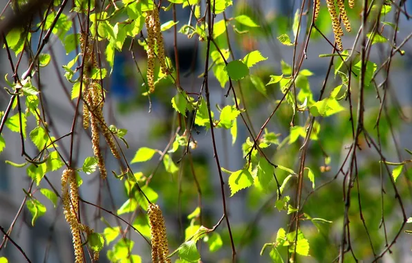 Leaves, spring, birch, earrings
