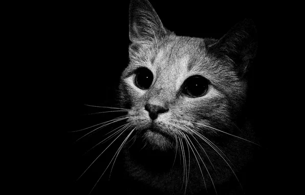 Picture cat, look, black background