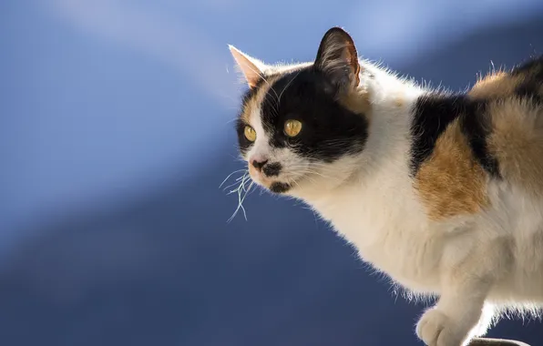 Cat, look, background