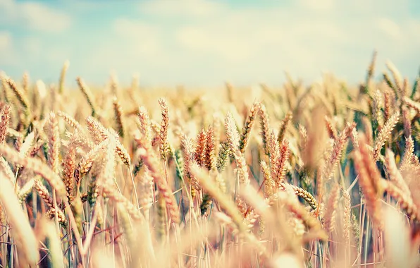 Field, the sky, ears