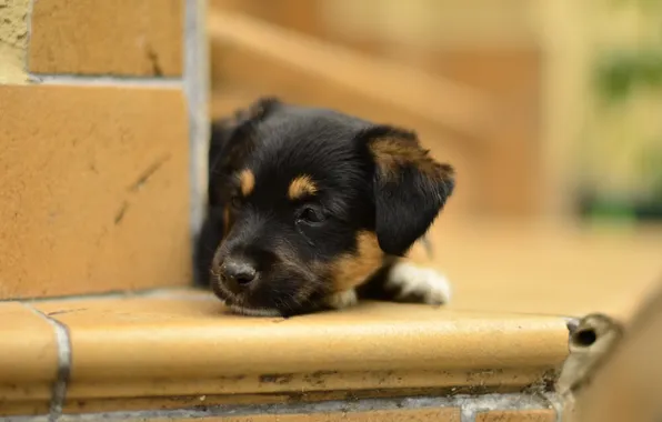 Background, dog, puppy