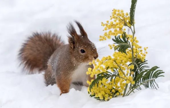 Snow, flowers, squirrel, Mimosa
