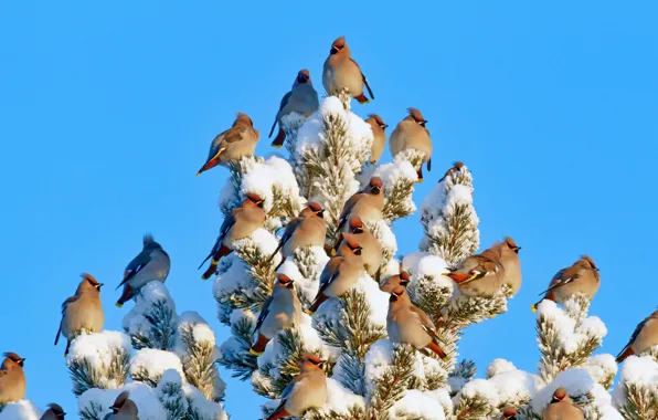 Picture the sky, snow, trees, bird, Finland, the Waxwing, Kuusamo