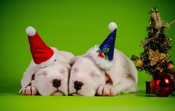 Dogs, decoration, new year, pair, Background, tree, sleep, caps