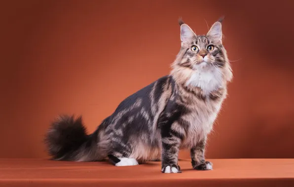 Cat, cat, look, pose, cat, paws, fluffy, muzzle