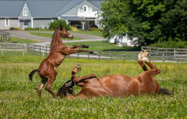 Picture field, summer, trees, flowers, pose, horse, glade, horse