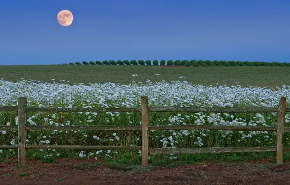 Field, summer, trees, flowers, blue, the moon, the fence, chamomile