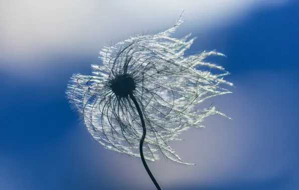Picture nature, the wind, blade of grass