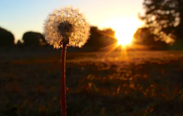 Picture sunset, nature, dandelion, fluffy