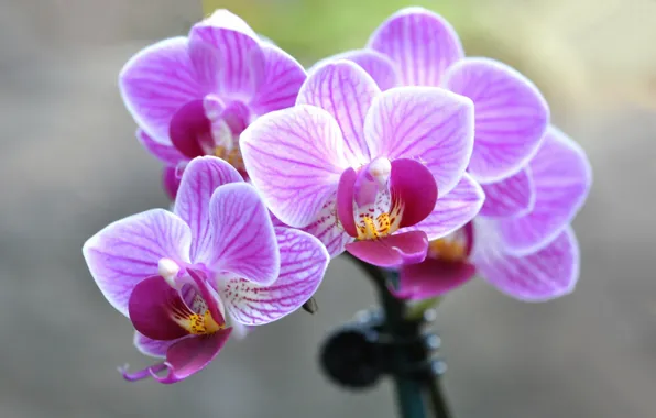 Nature, petals, Orchid, inflorescence