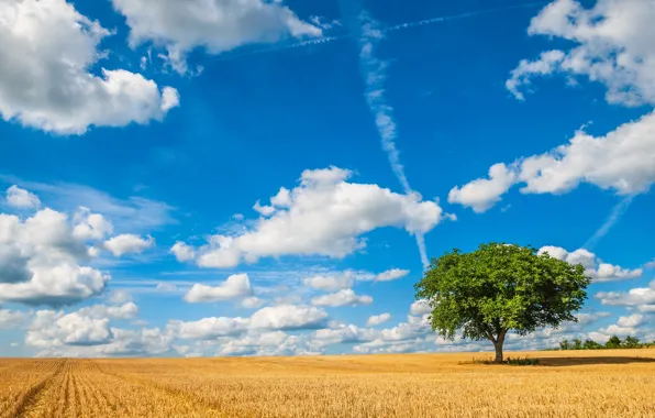 Field, the sky, clouds, trees