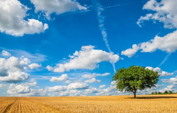 Picture field, the sky, clouds, tree