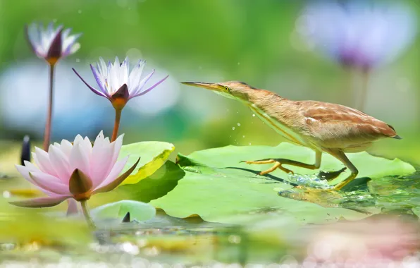 Picture flowers, bird, Lotus, Heron, bokeh, the Heron