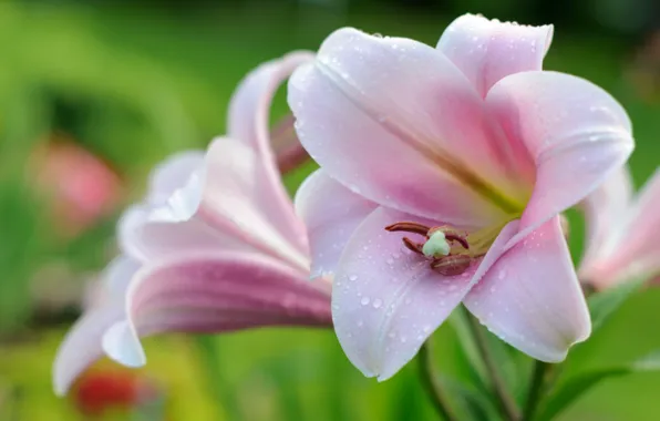 Drops, macro, tenderness, Lily, pink
