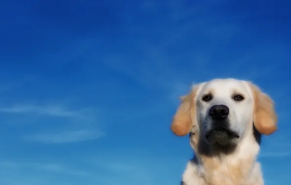 The sky, each, dog