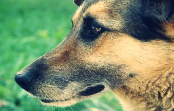 Green grass, head, Dog
