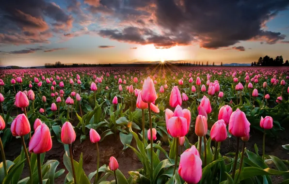 Field, the sun, flowers, spring, tulips