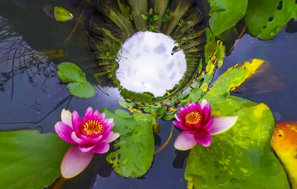 The sky, leaves, water, light, flowers, lake, pond, Board