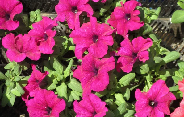 Bright, Petunia, petunias, spring 2018, Mamala ©