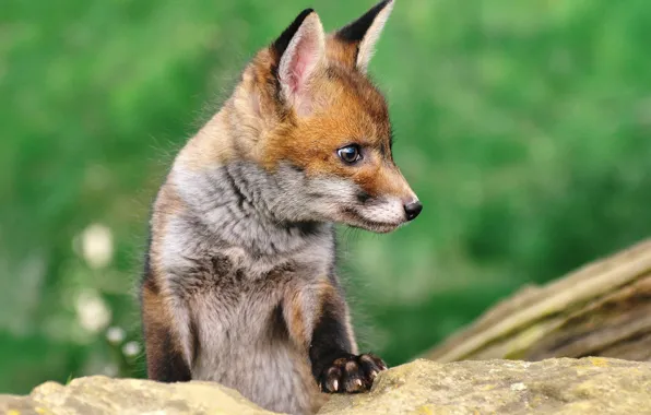 Picture nature, animal, stone, cub, Fox