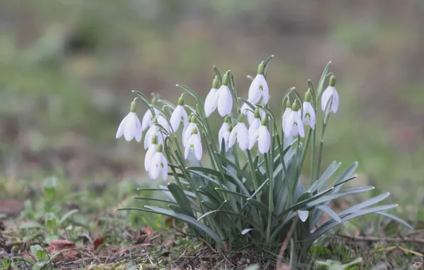 Picture flowers, spring, snowdrops, white