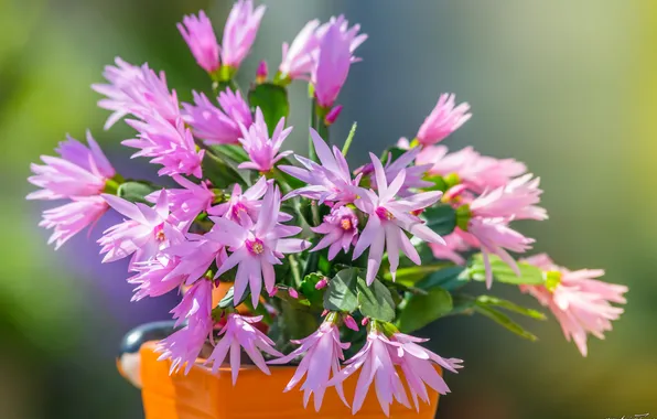 Cactus, flowering, flowers, Schlumbergera