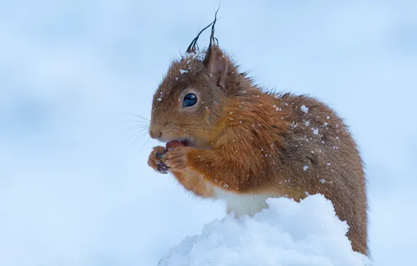 Winter, look, snow, pose, walnut, protein, the snow, face