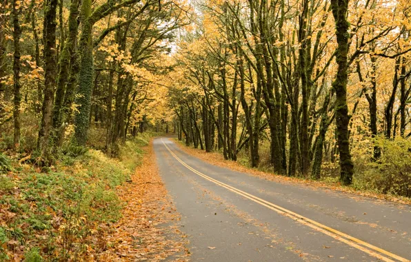 Picture road, autumn, forest, leaves, trees, Park, colorful, forest