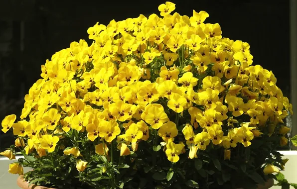 Summer, Pansy, flowerbed, yellow flowers